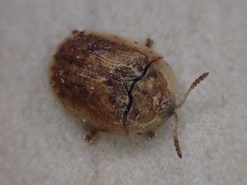 Réf. 323 677 : Cassidinae inconnu